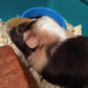 Meet your Posher, Constance